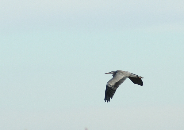 uccelli in volo